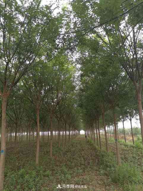 浙江滕头园林今年做了两件事，第二件将为你省一大笔钱！(图1)