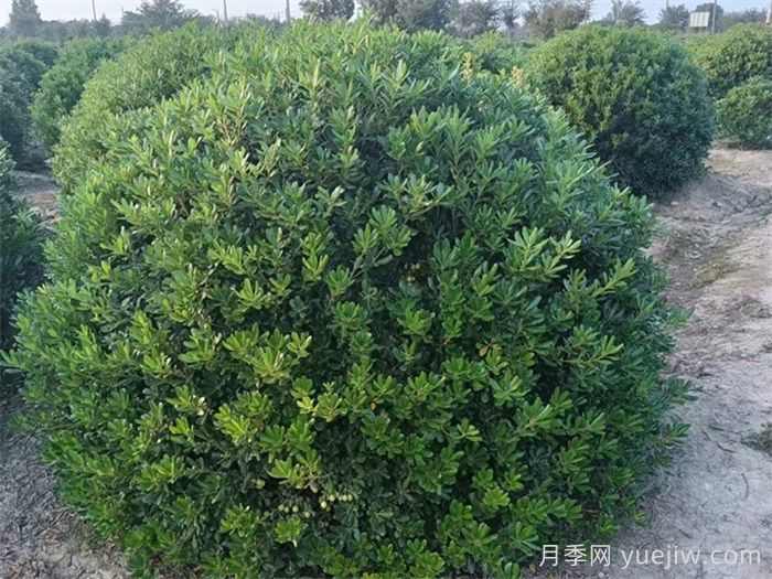 海桐球好养还好看，园林人的省心选手(图1)