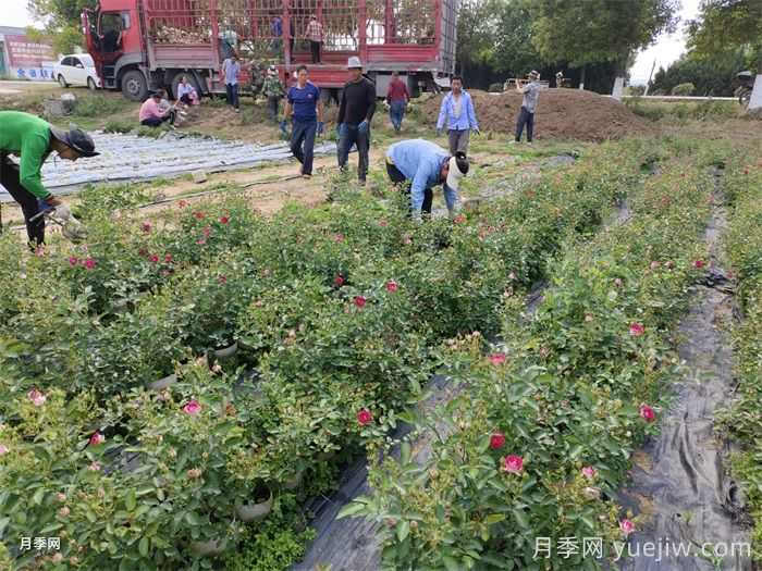 苗木留缝苗是什么意思？和间苗一样吗？(图1)