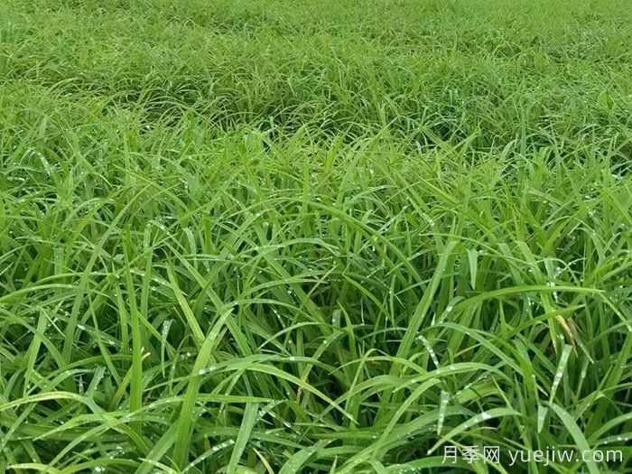 萱草的品种特性与园林应用配置价值(图1)