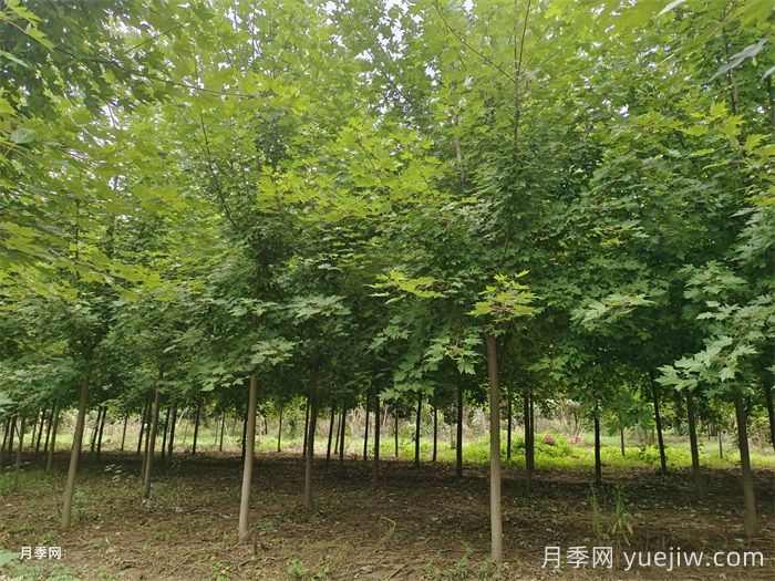 有哪些绿化工程苗越来越受欢迎？(图3)