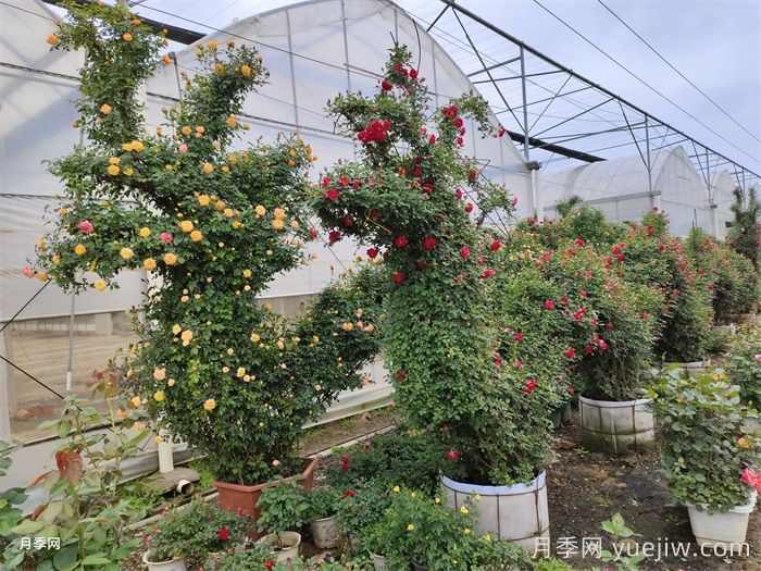 2025年秋季花木行业生产趋势(图2)