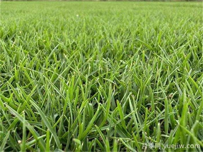 全年绿地草坪养护管理知识大全(图2)