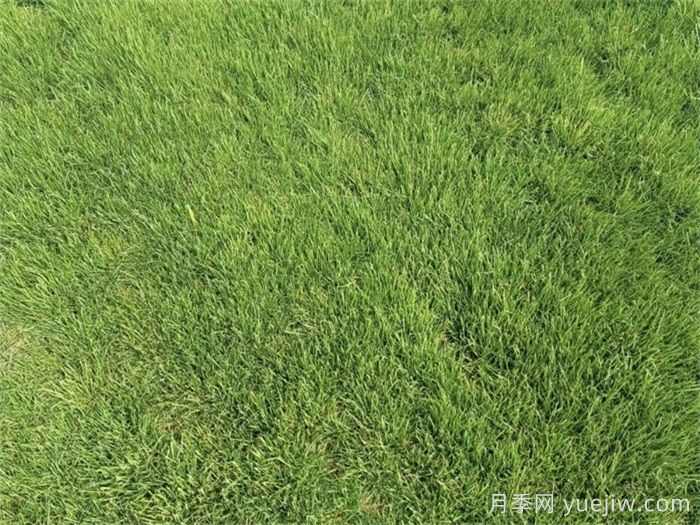 全年绿地草坪养护管理知识大全(图1)