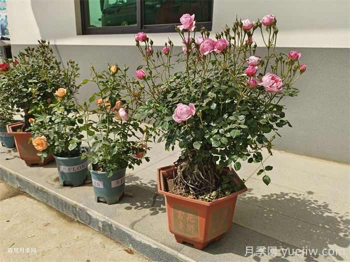 盆景，园林绿化的点睛之笔(图2)