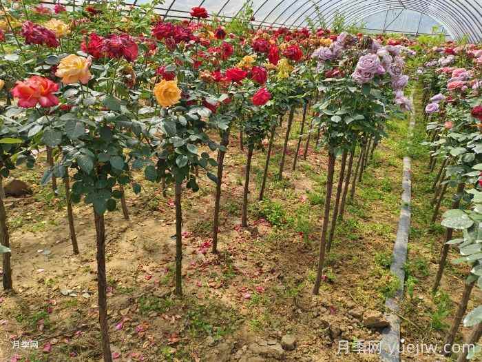 嫁接月季除了砧木以外，嫁接时间和方法也很重要(图1)