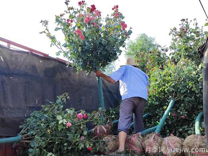 让园林植物移栽后快速生根，要做什么事？(图1)