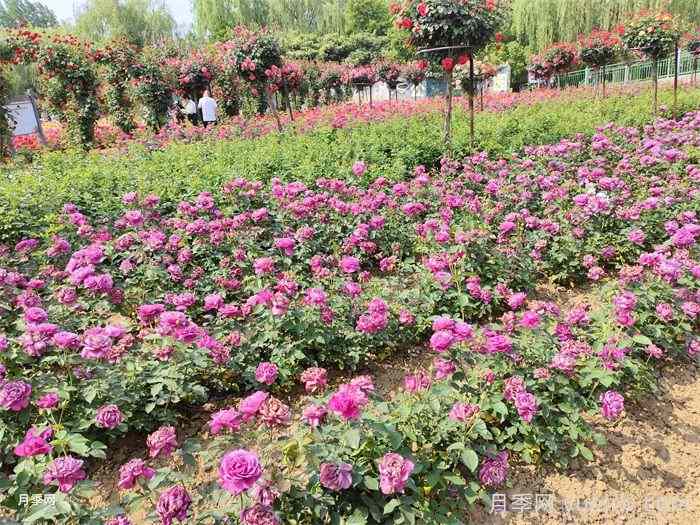 什么景观用什么绿化植物，带你学习(图1)