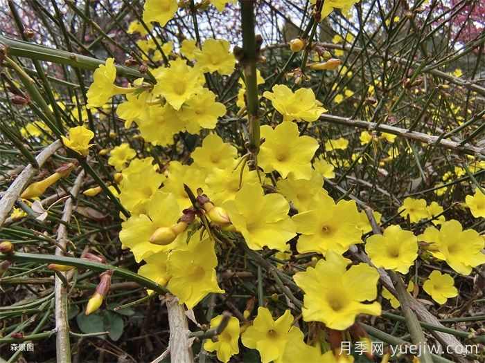 迎春花和连翘的区别？(图1)