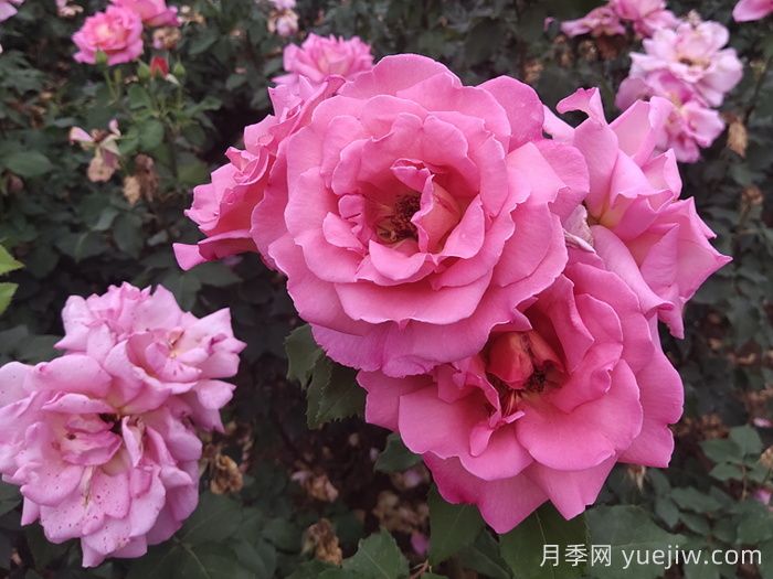 18种常见园林绿化植物养护栽培技巧(图1)