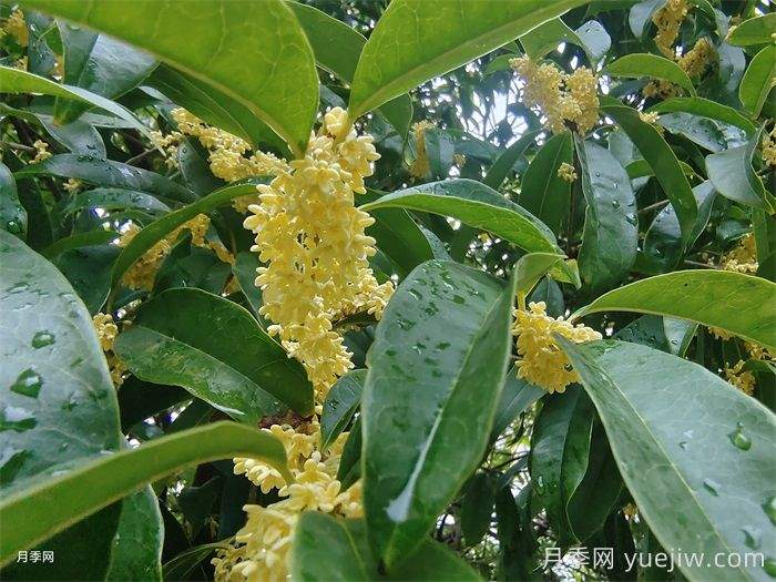 18种常见园林绿化植物养护栽培技巧(图2)