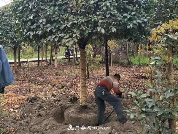 南阳桂花基地：移植大桂花树需要注意什么(图2)