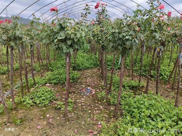 雨过天晴杂草疯长？园林人必备根治指南(图1)