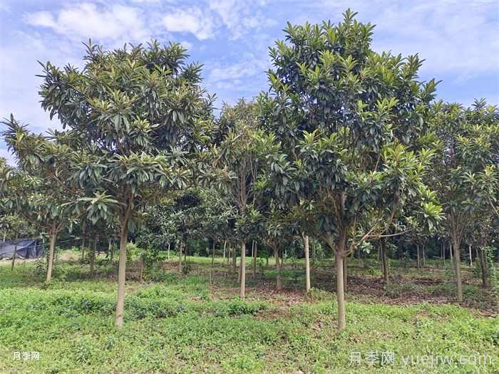 枇杷树的修剪办法关键(图1)