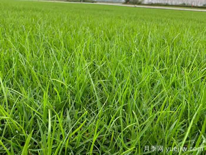 刚铺的草皮一天浇水几次？(图1)