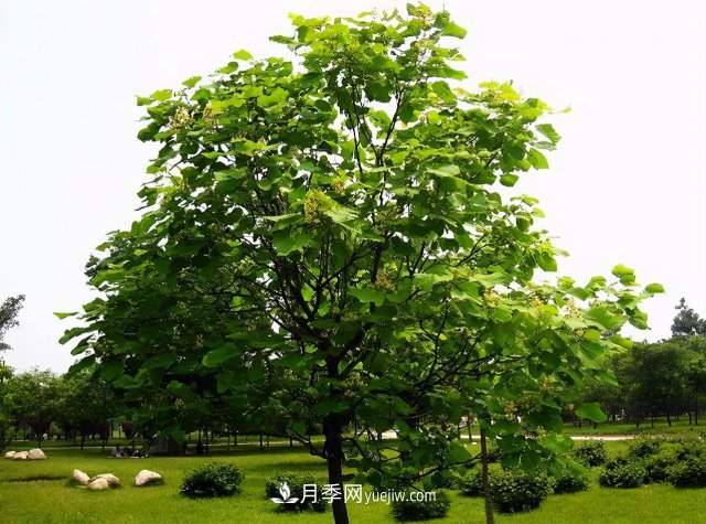 十大推介树种出炉，或是2020年最后一波苗木商机(图1)