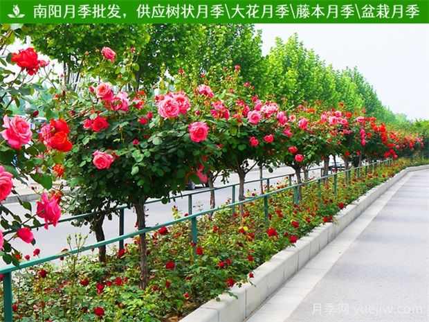 道路绿化带中常见的开花的树有什么?(图1) 道路绿化带中常见的开花的树有什么?(图1)