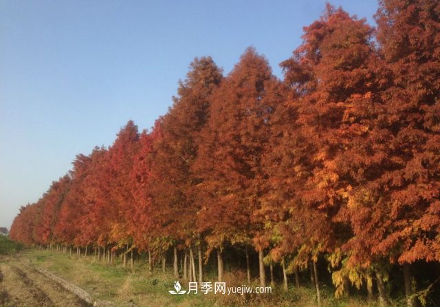 十大推介树种出炉，或是2020年最后一波苗木商机(图3)