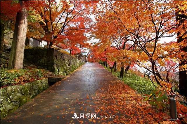 十大推介树种出炉，或是2020年最后一波苗木商机(图5)