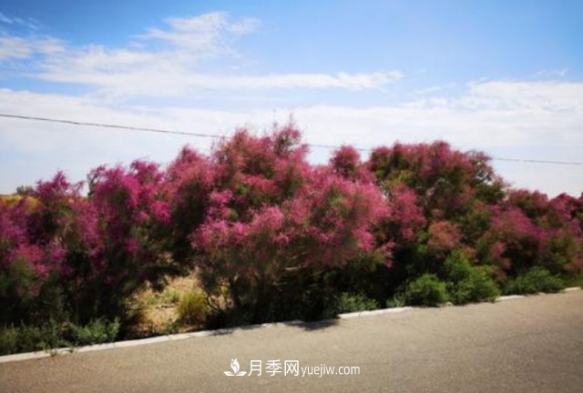 十大推介树种出炉，或是2020年最后一波苗木商机(图8)