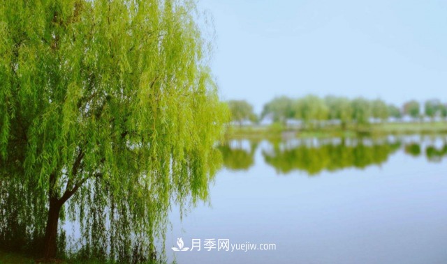 十大推介树种出炉，或是2020年最后一波苗木商机(图9)