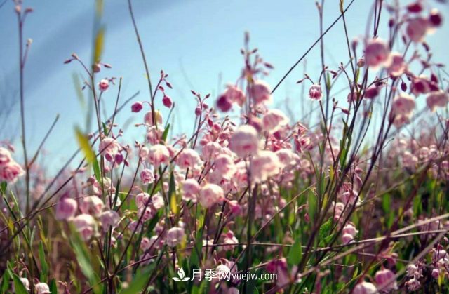 十大推介树种出炉，或是2020年最后一波苗木商机(图10)