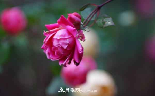 3公分月季总是深受人们的喜爱,原因是什么呢?(图1) 3公分月季总是深受人们的喜爱,原因是什么呢?(图1)