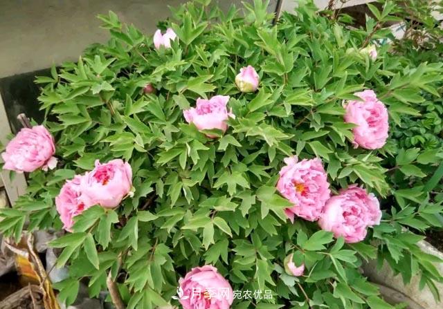 洛阳牡丹花种植中的一点小建议，有帮助必看(图2)