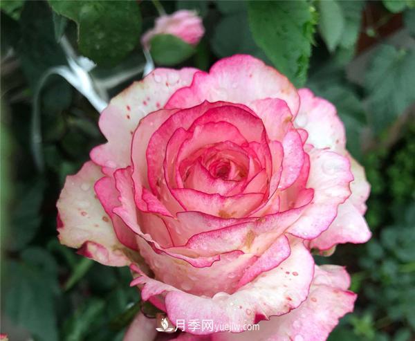 南阳树状月季 南阳树桩月季培养肥料的选择(图1)