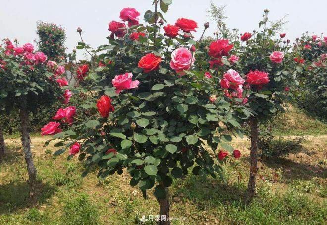 万景月季基地 月季花期操控进行科学肥水办理(图1)