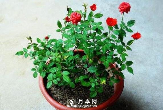 盆栽花卉哪些枝条需要修剪?(图1) 盆栽花卉哪些枝条需要修剪?(图1)