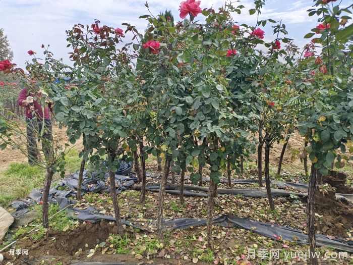 襄阳襄城区发展月季产业花开幸福来(图1) 襄阳襄城区发展月季产业花开幸福来(图1)