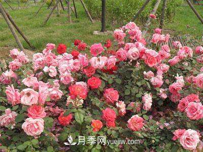 月季现在深受人们喜爱,那么树状月季的实用性是什么?(图1) 月季现在深受人们喜爱,那么树状月季的实用性是什么?(图1)