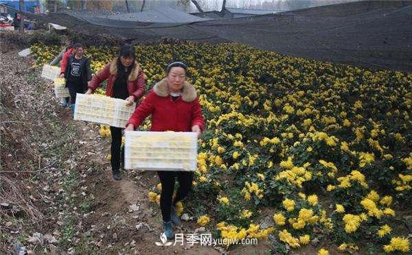 金丝贡菊变成金元宝?南召县石门乡村民增收致富尝甜头(图3) 金丝贡菊变成金元宝?南召县石门乡村民增收致富尝甜头(图3)