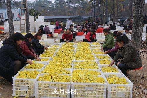 金丝贡菊变成金元宝?南召县石门乡村民增收致富尝甜头(图1) 金丝贡菊变成金元宝?南召县石门乡村民增收致富尝甜头(图1)