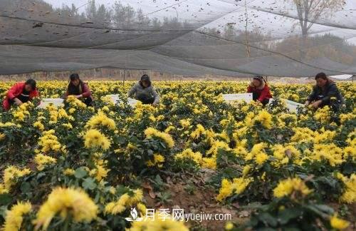 金丝贡菊变成金元宝?南召县石门乡村民增收致富尝甜头(图2) 金丝贡菊变成金元宝?南召县石门乡村民增收致富尝甜头(图2)