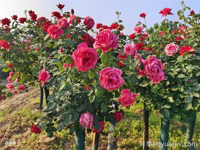 安徽肥西创新推进花木产业转型升级(图1) 安徽肥西创新推进花木产业转型升级(图1)