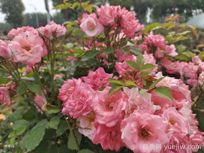 安徽肥西创新推进花木产业转型升级(图2) 安徽肥西创新推进花木产业转型升级(图2)