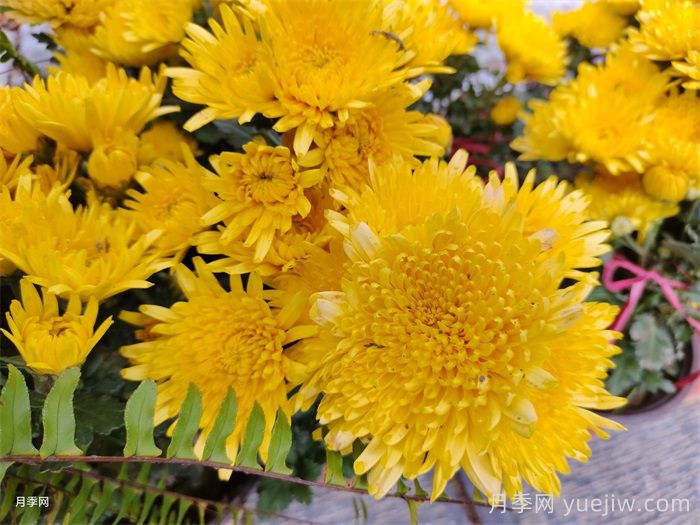 50种常见花卉养护方法(图2) 50种常见花卉养护方法(图2)