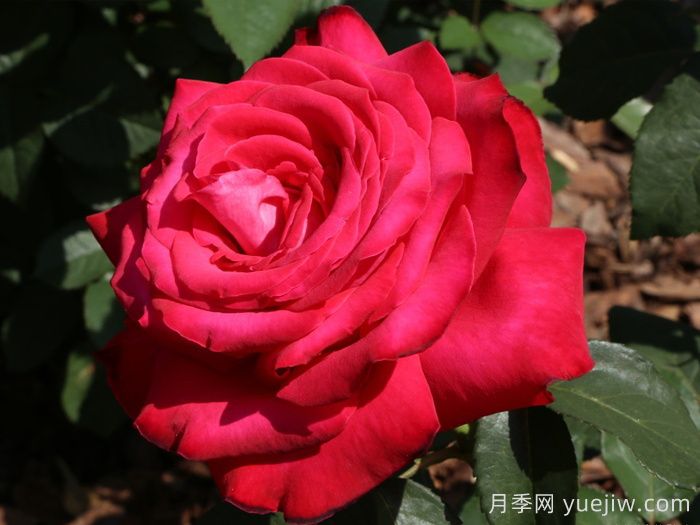 50种常见花卉养护方法(图3) 50种常见花卉养护方法(图3)