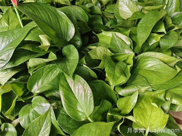 50种常见花卉养护方法(图1) 50种常见花卉养护方法(图1)