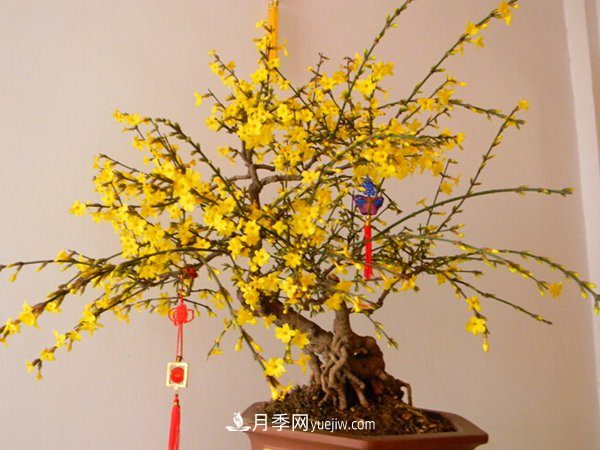 掌握养护腊梅的方法,成为受欢迎的年宵花(图1) 掌握养护腊梅的方法,成为受欢迎的年宵花(图1)