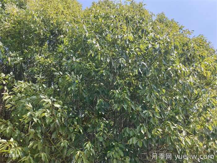 城市里适合种哪些树木?(图1) 城市里适合种哪些树木?(图1)