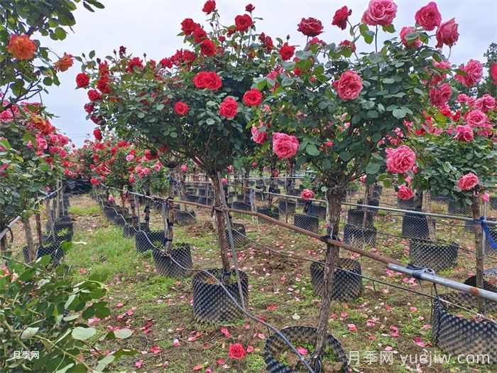 苗木价格怎么估算？看完定价八九不离十(图1)