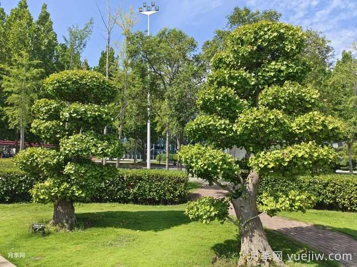 城市里适合种哪些树木?(图3) 城市里适合种哪些树木?(图3)