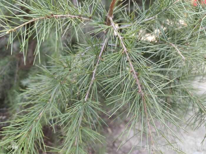 雪松是松树的一种吗?(图1) 雪松是松树的一种吗?(图1)