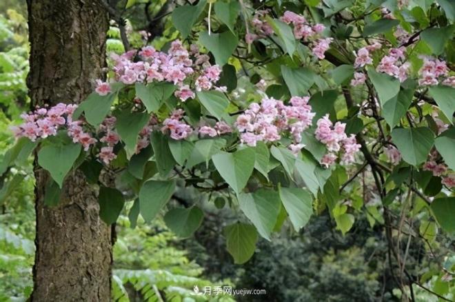 2021年楸树需求量将爆发式增长,苗木人可占据商机(图2) 2021年楸树需求量将爆发式增长,苗木人可占据商机(图2)