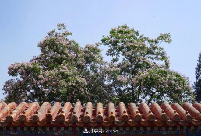 2021年楸树需求量将爆发式增长,苗木人可占据商机(图3) 2021年楸树需求量将爆发式增长,苗木人可占据商机(图3)