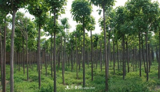 2021年楸树需求量将爆发式增长,苗木人可占据商机(图5) 2021年楸树需求量将爆发式增长,苗木人可占据商机(图5)