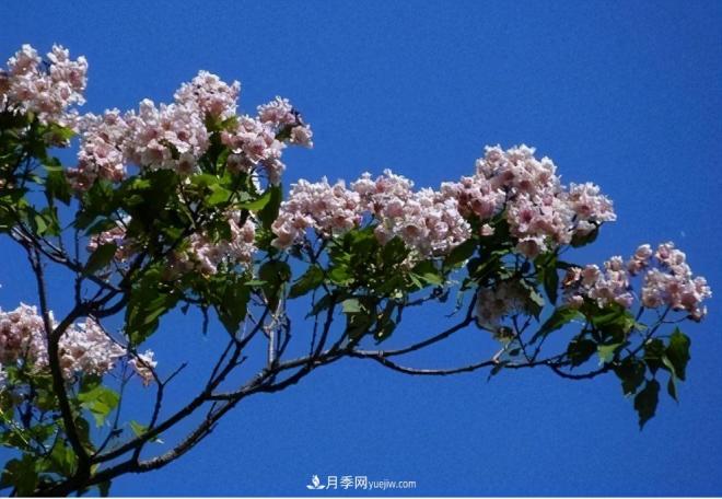 2021年楸树需求量将爆发式增长,苗木人可占据商机(图4) 2021年楸树需求量将爆发式增长,苗木人可占据商机(图4)